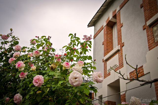 Parfum de trandafiri la Saint-Cyr-sur-Loire