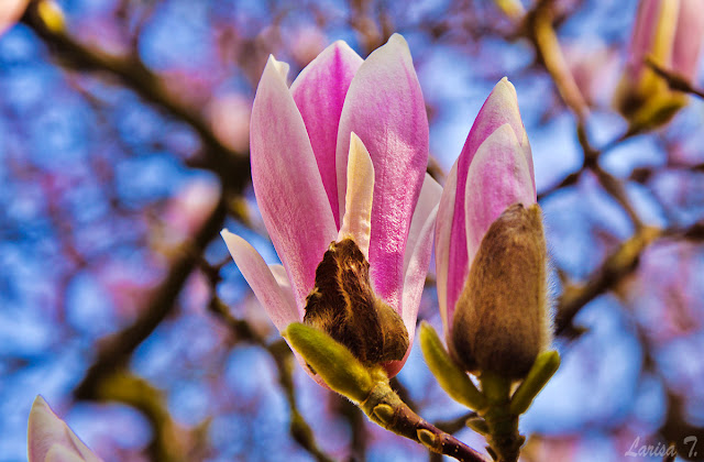 A înflorit magnolia…