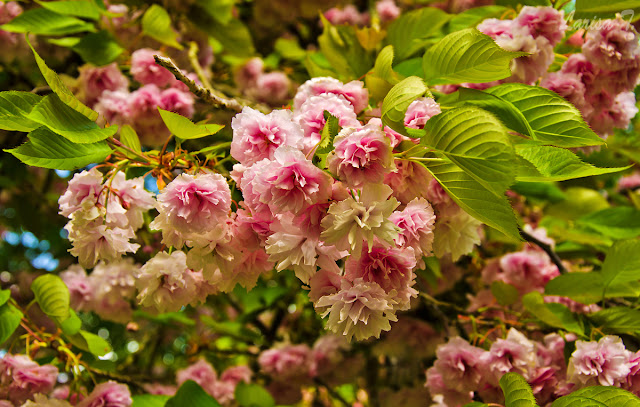 Flori de cireș și parfum de liliac