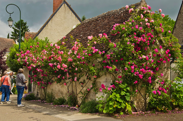 Satul Chédigny și trandafirii săi
